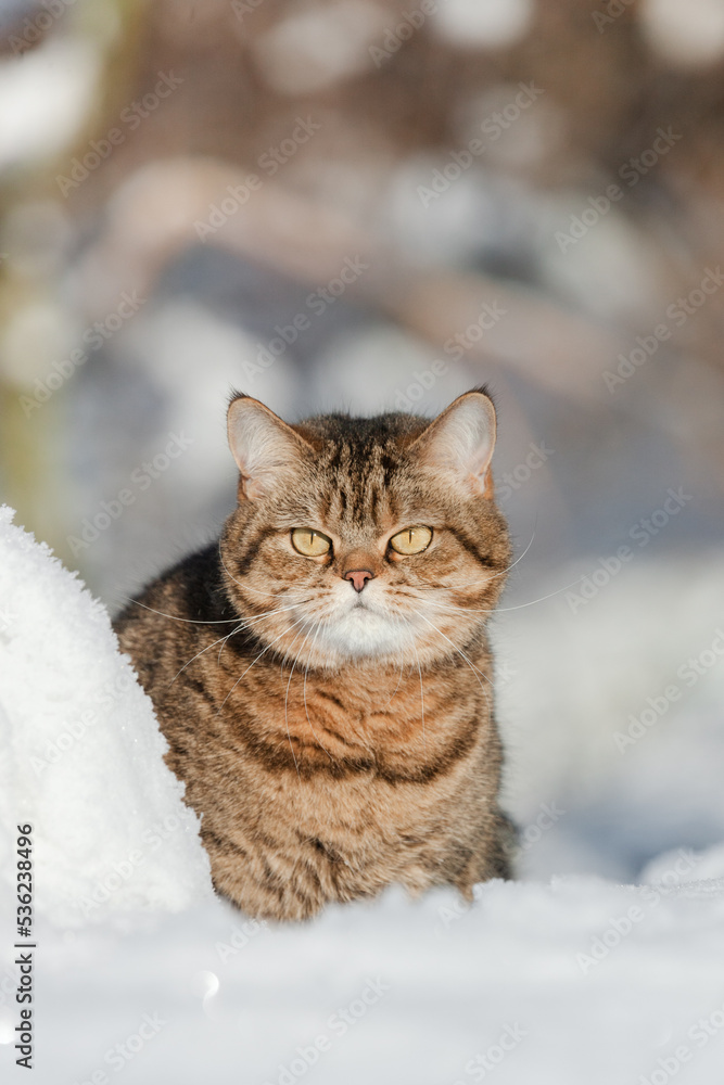 getigerte Katze im Schnee getigerte Katze im Schnee