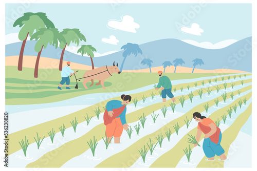 Indian farmers working in rural paddy field. female and male agricultural workers in traditional clothes working in water, harvesting rice flat vector illustration. India, Asian agriculture concept