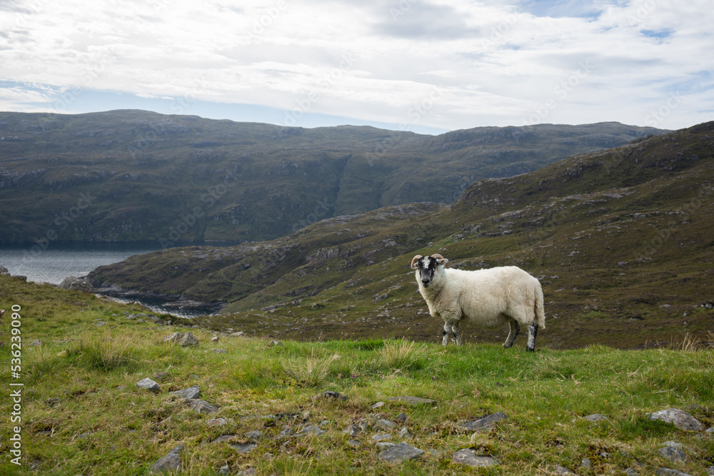 Sheep grazing on grass on the Isle of Harris in Scotland