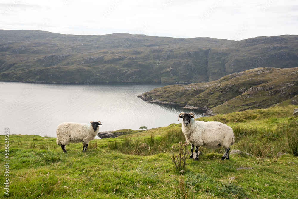 Obraz premium Sheep grazing on grass on the Isle of Harris in Scotland