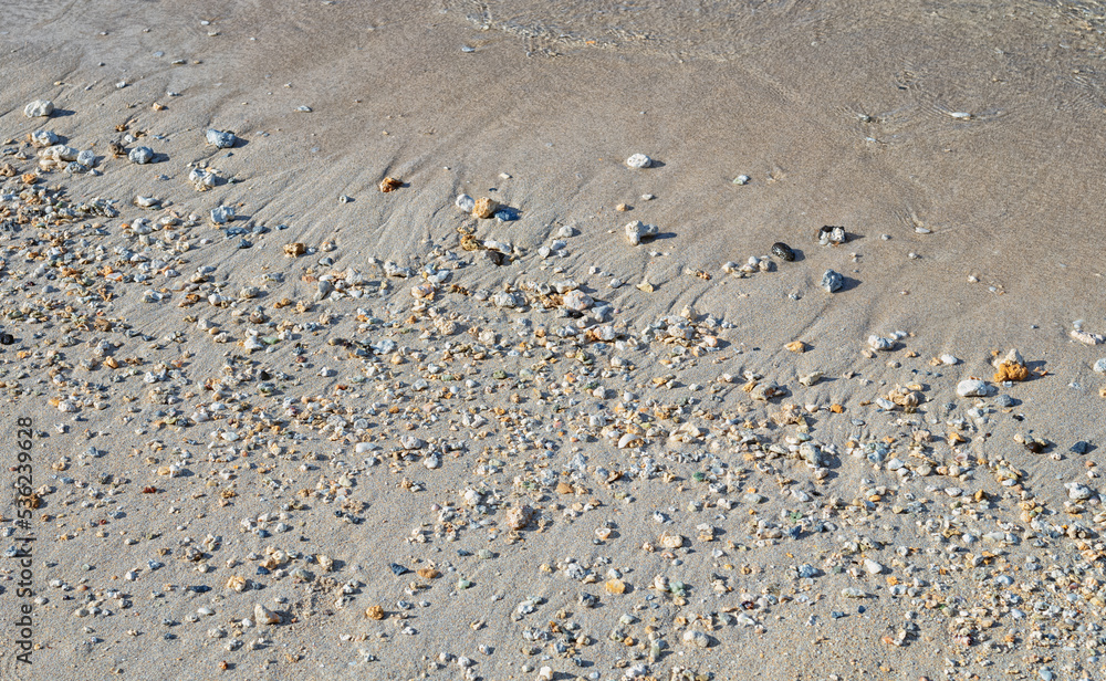 Shells and Pebbles on a Sand Beach in Sunlight. Shells and Pebbles on a Sand Beach in Sunlight.