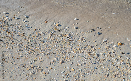 Shells and Pebbles on a Sand Beach in Sunlight.