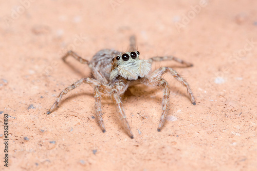 Female Menemerus semilimbatus spider staring from a wall