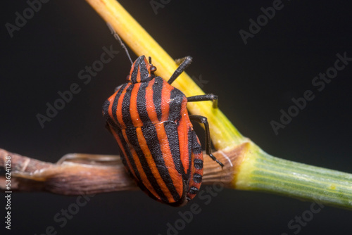 Graphosoma lineatum walking on a plant looking for food