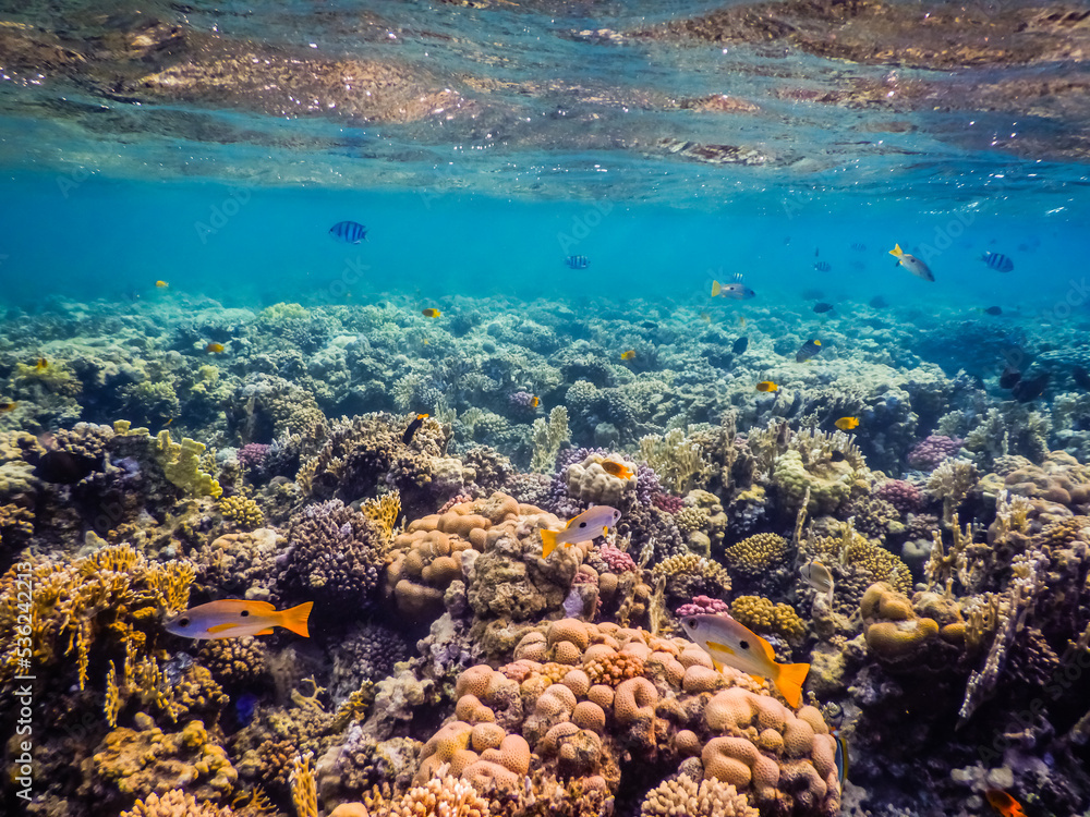 wonderful colorful corals and fishes under the surface while snorkeling