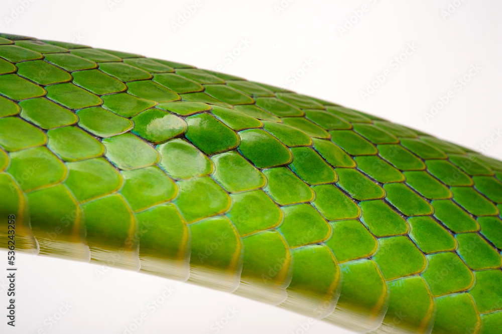 Green Snake Scales