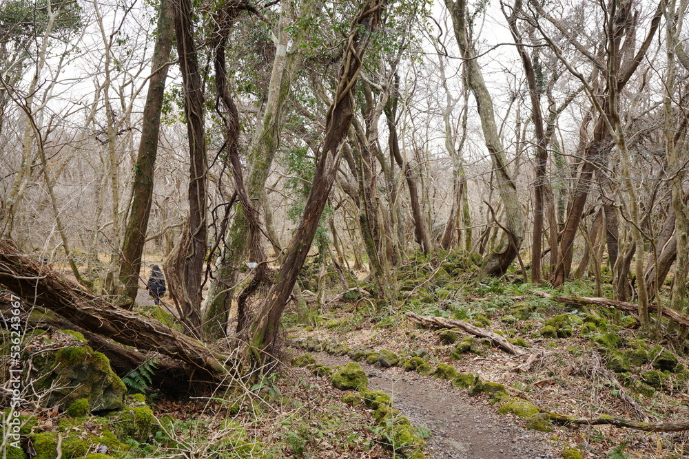 bare trees and fallen trees in wild forest bare trees and fallen trees in wild forest