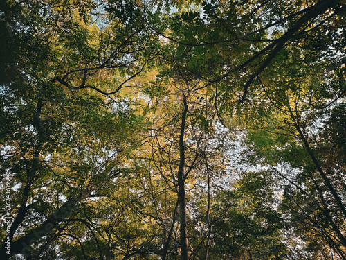 trees in autumn