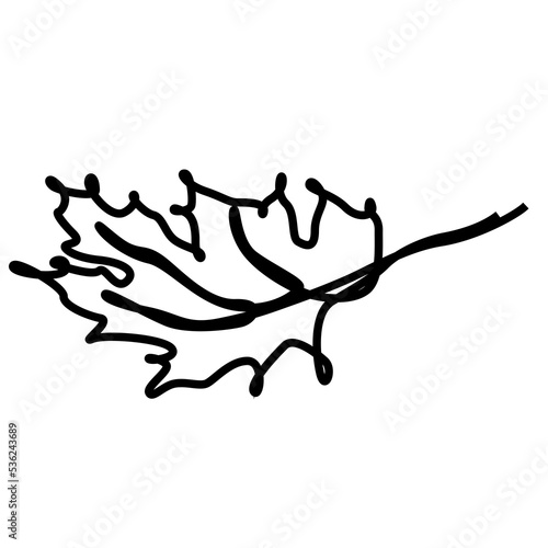 continuous one line illustration of dried autumn tree leaf in minimal png design