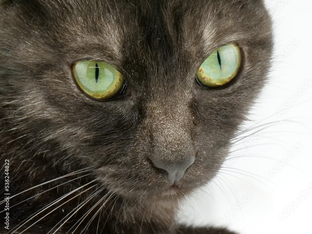緑がかった色をした瞳の猫