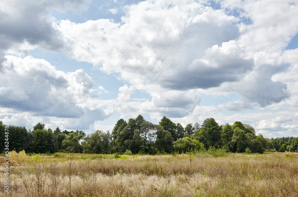 Bright summer forest against the sky and meadows. Beautiful landscape of green trees and blue sky background Bright summer forest against the sky and meadows. Beautiful landscape of green trees and blue sky background
