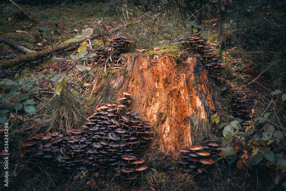 Gruppe von Pilzen im Moos auf einem Stamm. Brauner Wildpilz auf ...