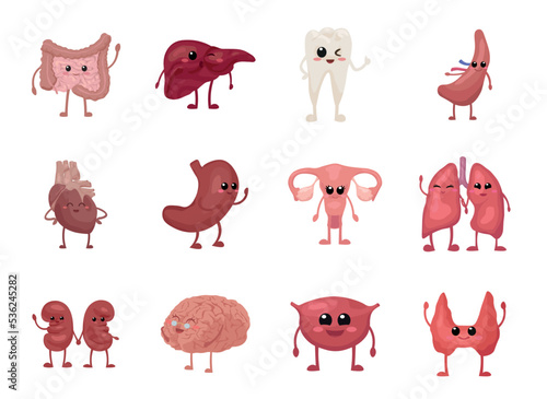 Different human organs on white background