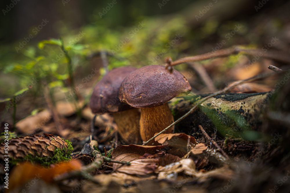 Nahaufnahme Maronen-Röhrling im Bayerischen Wald. Dunkler Hintergrund. Wilde Pilze, die im Wald wachsen. Nahaufnahme Maronen-Röhrling im Bayerischen Wald. Dunkler Hintergrund. Wilde Pilze, die im Wald wachsen.