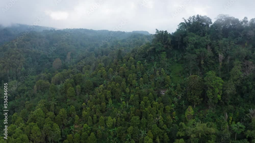 Fabulous aerial view of tropical rainforest with banana trees and palm woods in forest thicket after rain. Drone flying above jungle in tropics with clouds sky. Trees of forest in SouthEast Asia Fabulous aerial view of tropical rainforest with banana trees and palm woods in forest thicket after rain. Drone flying above jungle in tropics with clouds sky. Trees of forest in SouthEast Asia