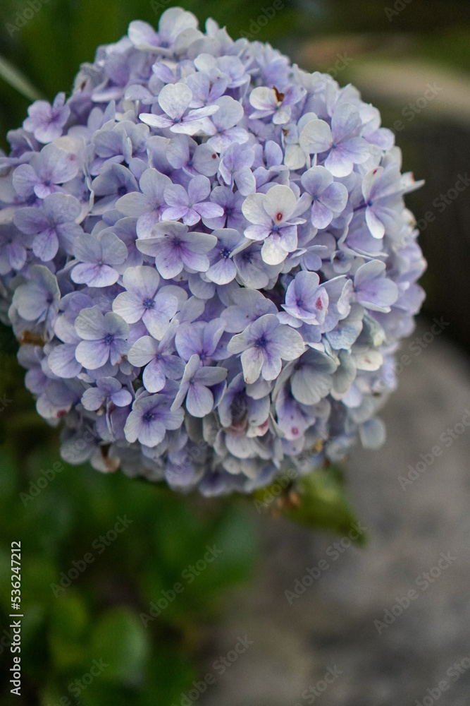 Closeup of purple hydrangea (Hydrangea macrophylla) blooming in spring and summer in garden Closeup of purple hydrangea (Hydrangea macrophylla) blooming in spring and summer in garden