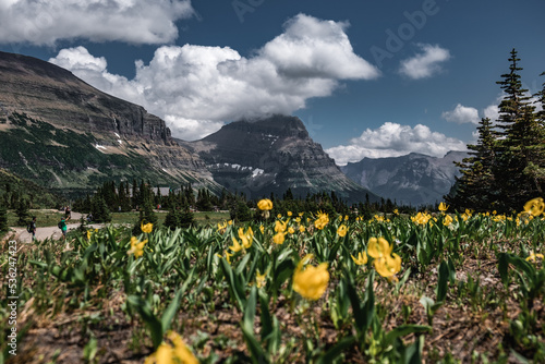 Wildflowers and dramatic clouds over the mountains of Glacier National Park, Montana as seen from Logan Pass Visitor Center photo