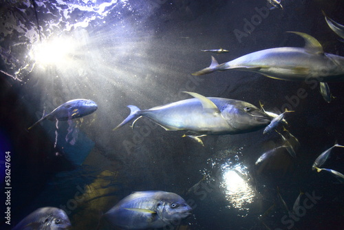 水族館のブリの群れ　 photo