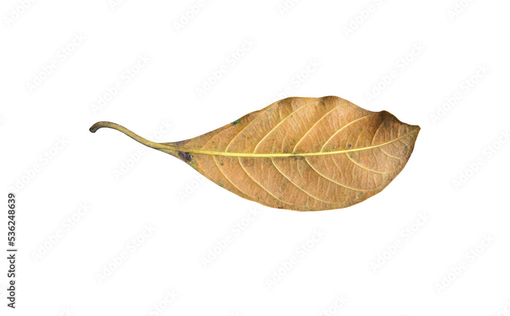 Isolated back surface of old jackfruit leaf with clipping paths. Isolated back surface of old jackfruit leaf with clipping paths.