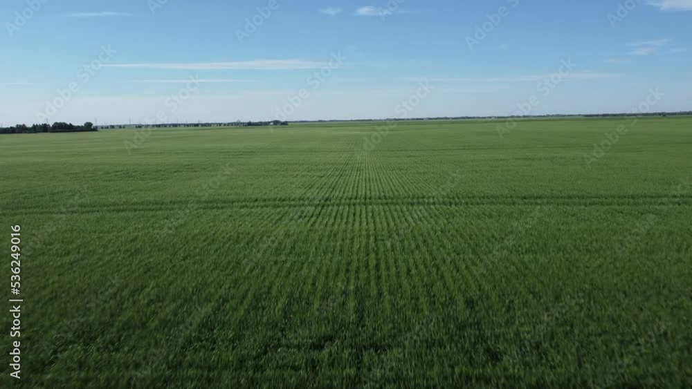 Flying fast and low over farmers field covered with green grass Flying fast and low over farmers field covered with green grass