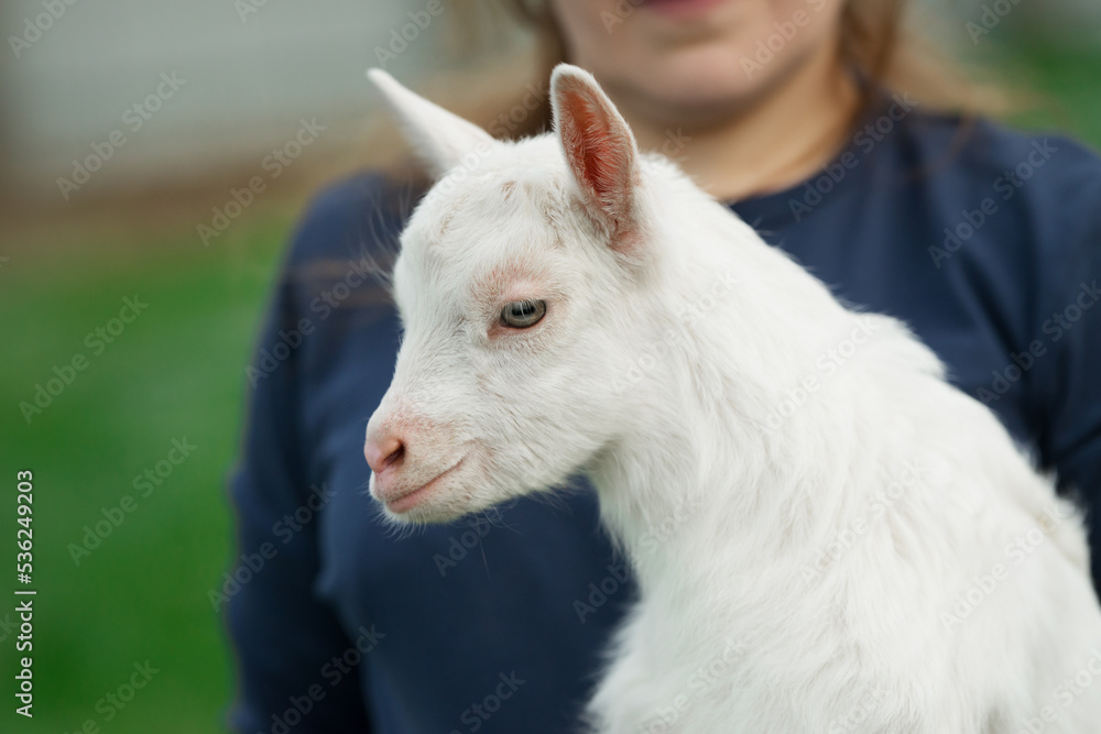 Portrait of a white little goat near a man without a face. Close up side view from low angle outdoors Portrait of a white little goat near a man without a face. Close up side view from low angle outdoors