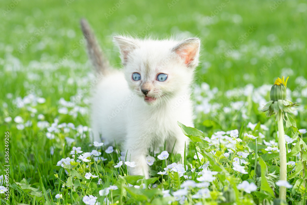 Funny little white kitten in green grass outdoors in summer. Close-up front view from a low angle Funny little white kitten in green grass outdoors in summer. Close-up front view from a low angle