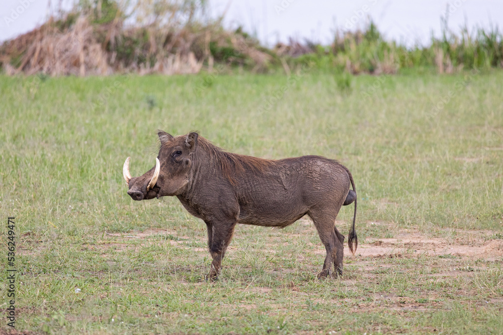 Stehender Pumba Stehender Pumba