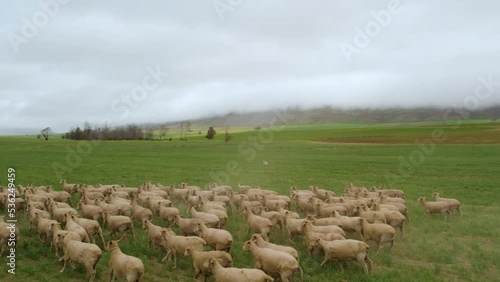 Aerial of a flock of Sheep Grazing In The Meadows