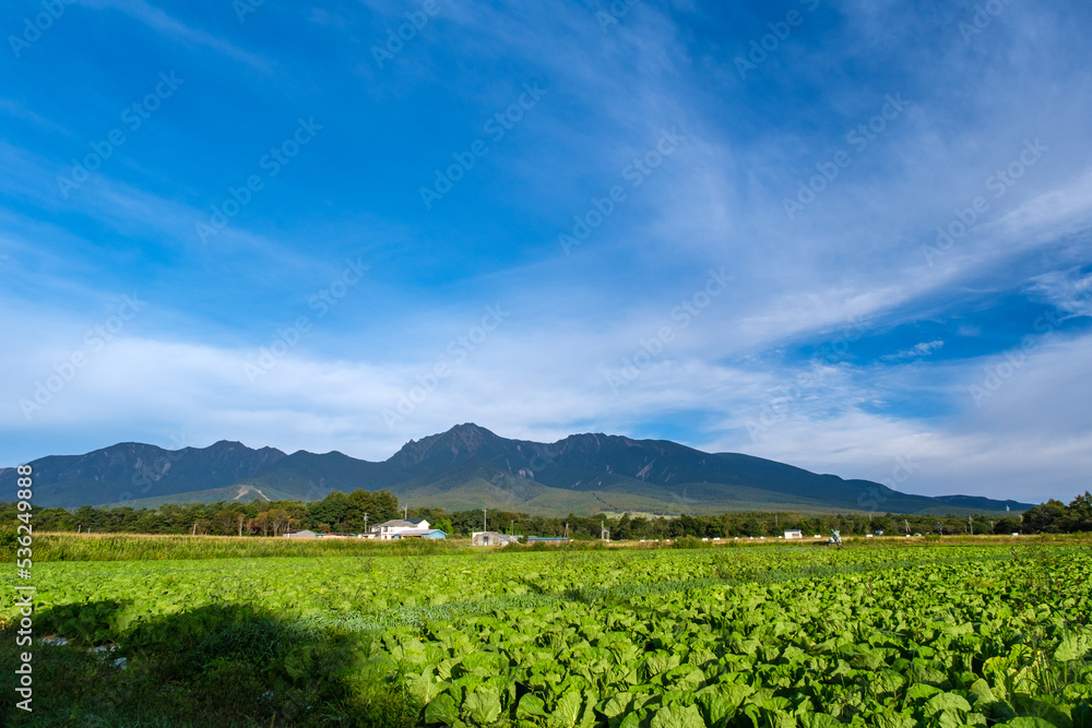 野菜畑と八ヶ岳