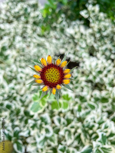 Common blanketflower