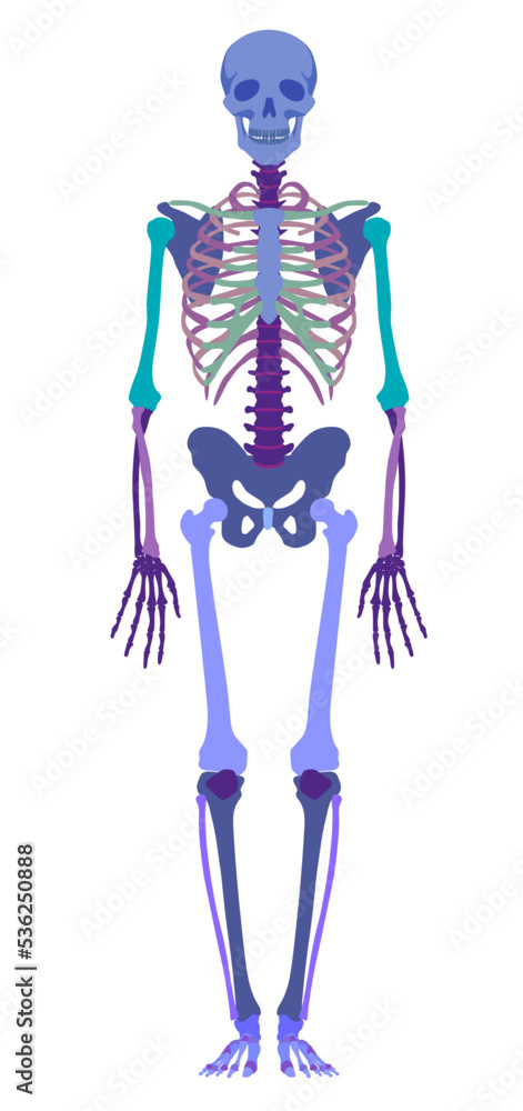 Multicolored human skeleton full face in flat style isolated on white Multicolored human skeleton full face in flat style isolated on white