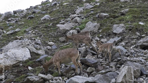 Bezoar goat, or bearded goat (lat. Capra aegagrus) is a cloven-hoofed mammal of the family of bovids (Bovidae). It is the ancestor of the domestic goat.