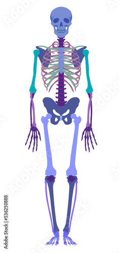 Multicolored human skeleton full face in flat style isolated on white