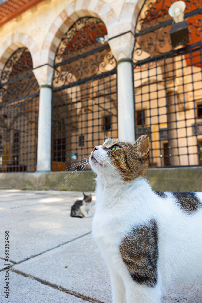 Stray cat in the garden of a mosque in Istanbul