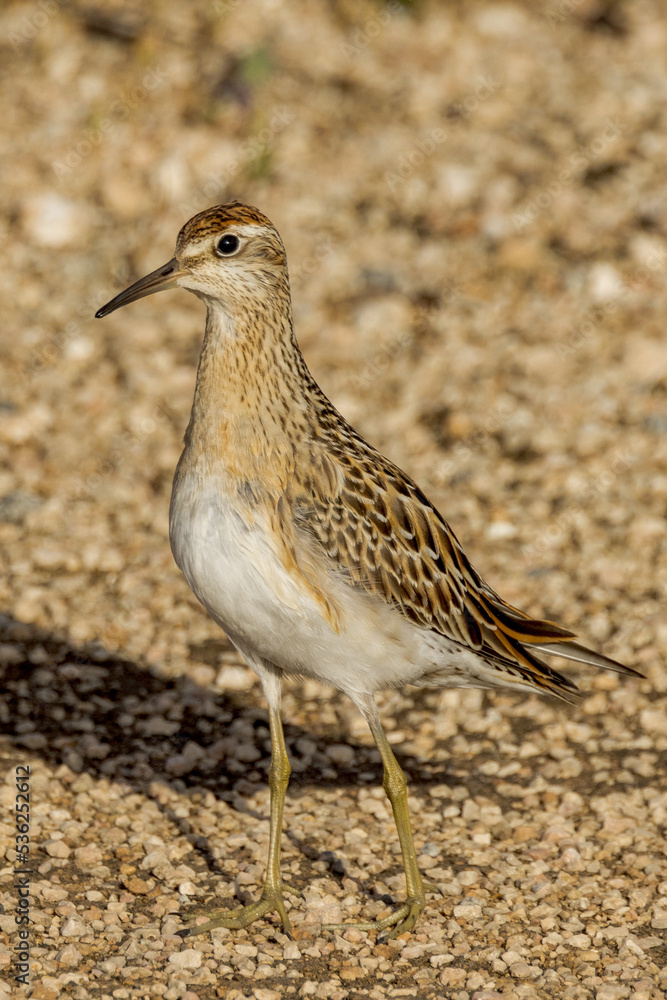 Sharp-tailed Sandpiper in South Australia Sharp-tailed Sandpiper in South Australia