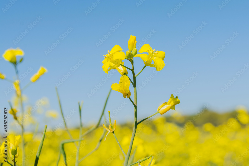Flowers of oilseed plant rapeseed on a background of blue sky. Plant seeds for the oil industry and green energy Flowers of oilseed plant rapeseed on a background of blue sky. Plant seeds for the oil industry and green energy