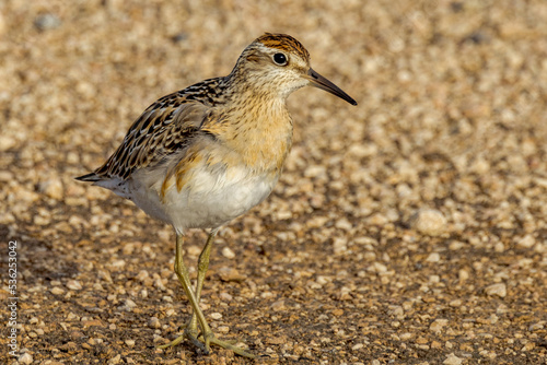 Sharp-tailed Sandpiper in South Australia © Imogen