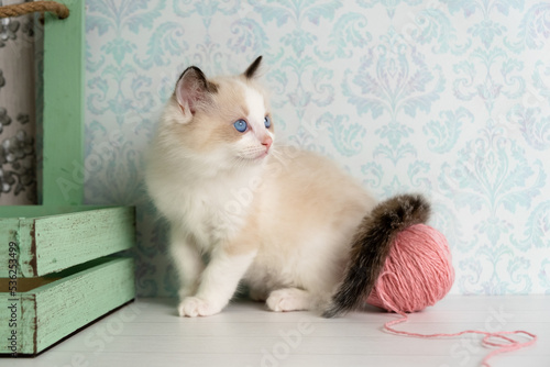 Cute kitten of the ragdoll breed.
