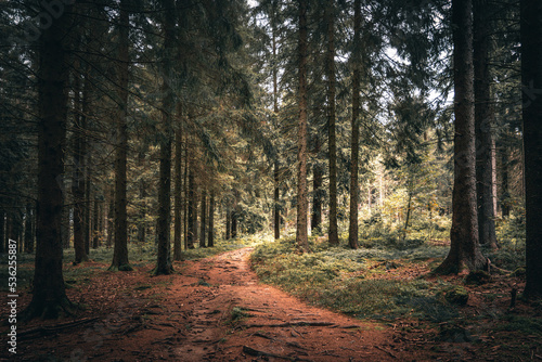 Der Bayerische Wald zum Herbstanfang mit grünem Wald und Bäumen. Bayern Deutschland © CreativeImage