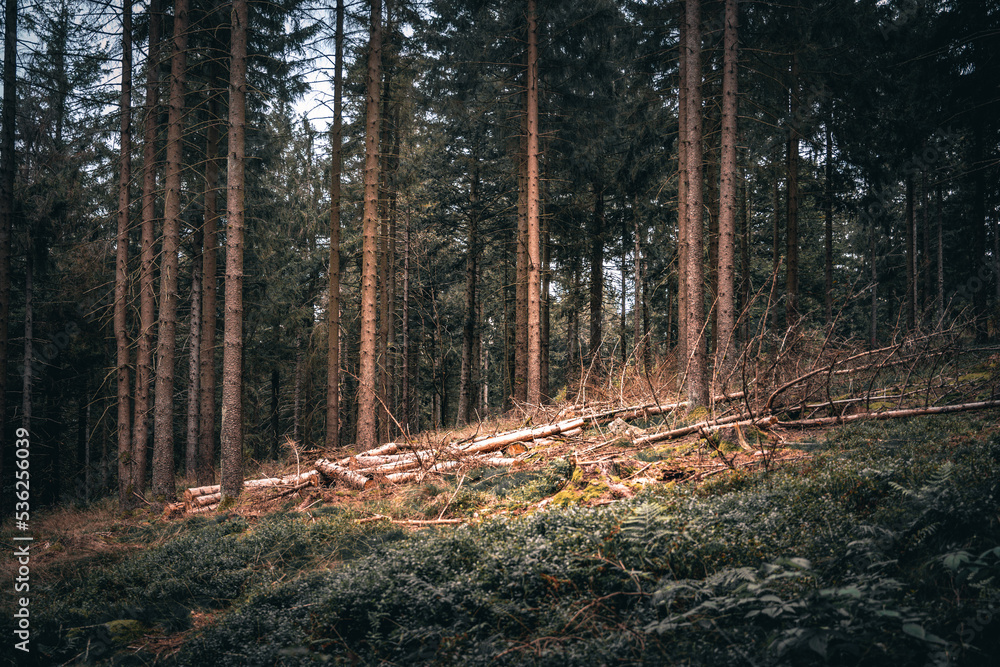 Der Bayerische Wald zum Herbstanfang mit grünem Wald und Bäumen. Bayern Deutschland Der Bayerische Wald zum Herbstanfang mit grünem Wald und Bäumen. Bayern Deutschland