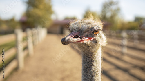 Angry ostrich on sunny day at an ostrich farm