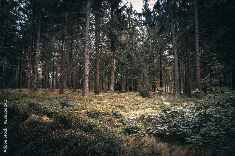 Der Bayerische Wald zum Herbstanfang mit grünem Wald und Bäumen. Bayern Deutschland Der Bayerische Wald zum Herbstanfang mit grünem Wald und Bäumen. Bayern Deutschland