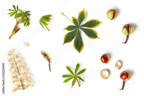 Horse chestnut  flowers, leaves and seeds on a white background. Aesculus hippocastanum. Top view photo