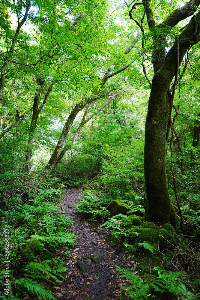 mossy trees in summer forest mossy trees in summer forest