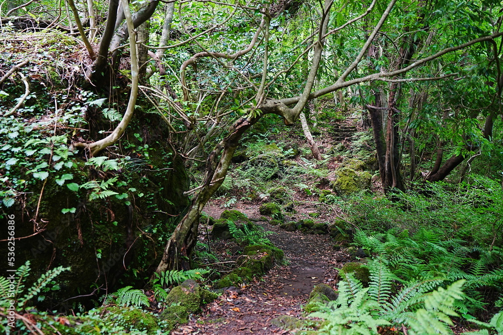 Obraz premium summer path in the gleaming sunlight