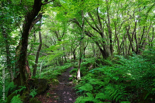 fern and path in summer forest