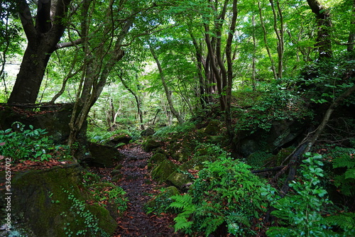 mossy rocks and old trees in wild forest