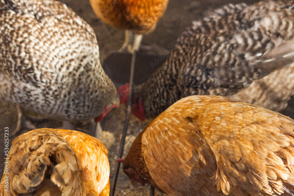 Obraz premium Hungry hens eating birdseed from birdfeeder in a closed outdoor aviary. Chickens breed Brown Nick and Plymouth Rock.