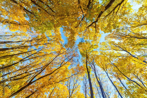 beautiful yellow foliage on the trees against the blue sky on an autumn day