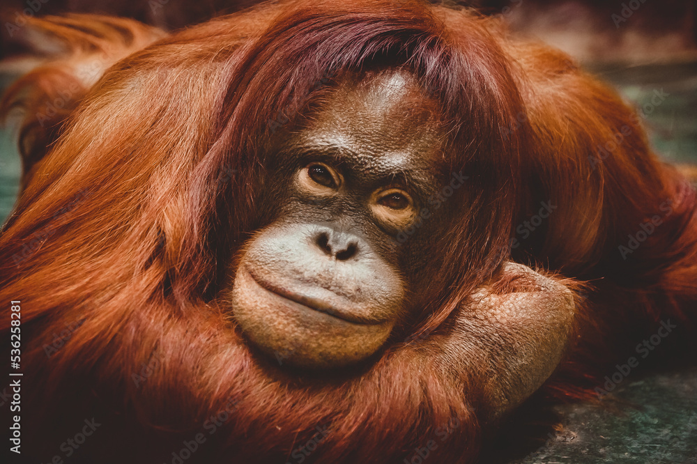 Obraz premium A female orangutan looks into the camera in close-up. Portrait of a large red monkey